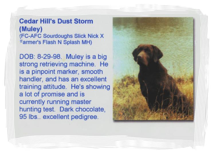 CEDAR HILL`S DUST STORM MH